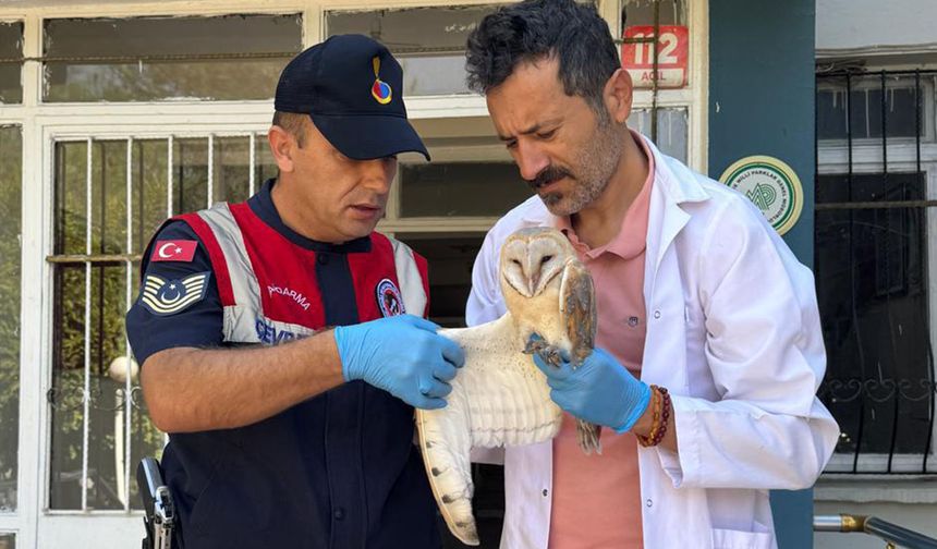 Yaralı peçeli baykuş tedavi altına alındı