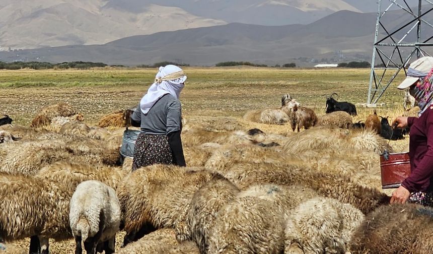 Yüksekova’da şap hastalığı tamamen kontrol altına alındı