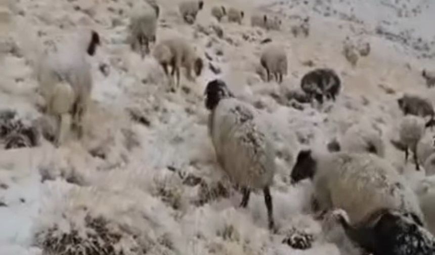 Van'da Mevsimin İlk Karı Erken Yağdı
