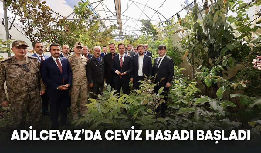 Adilcevaz'da Ceviz Hasadı Başladı