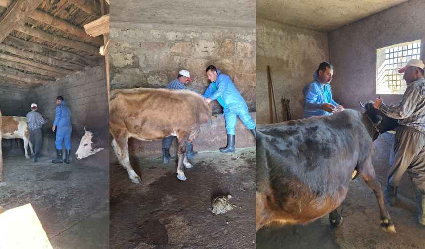 Güroymak’ta Şap Aşısı Çalışmaları Tüm Hızıyla Devam Ediyor