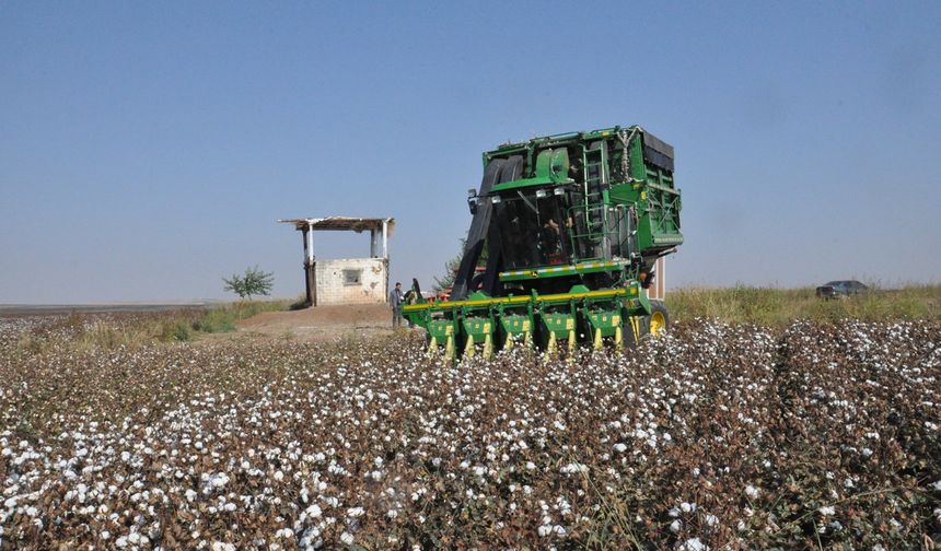 Çiftçiler destek bekliyor: Destek artarsa pamuk alanları büyüyecek