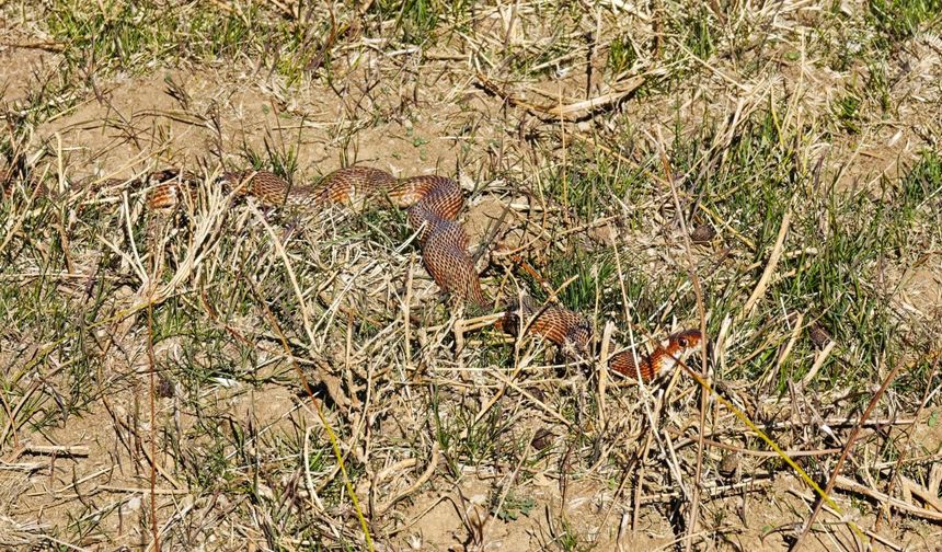 Bitlis'te Nadir Görülen Kırmızı Yılan Görüntülendi