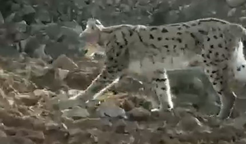 Nesli tükenmekte olan vaşak o ilde görüntülendi