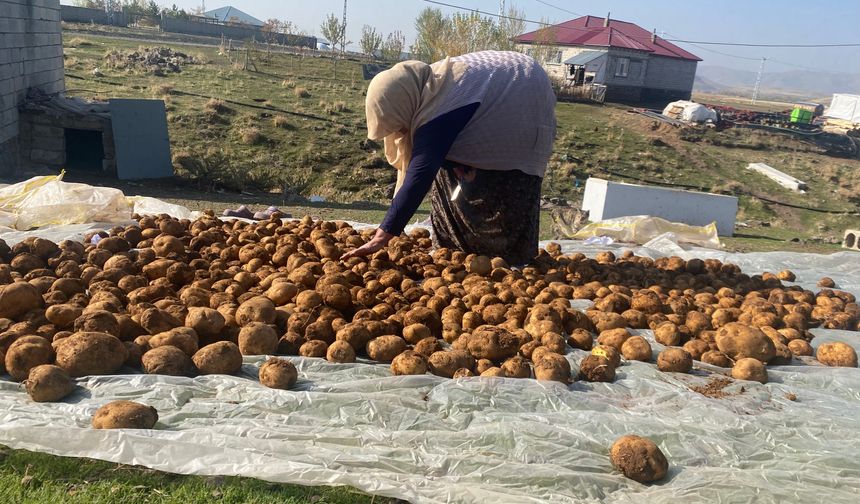 Kışlık Patatesler Geleneksel Yöntemle Toprağa Gömülüyor