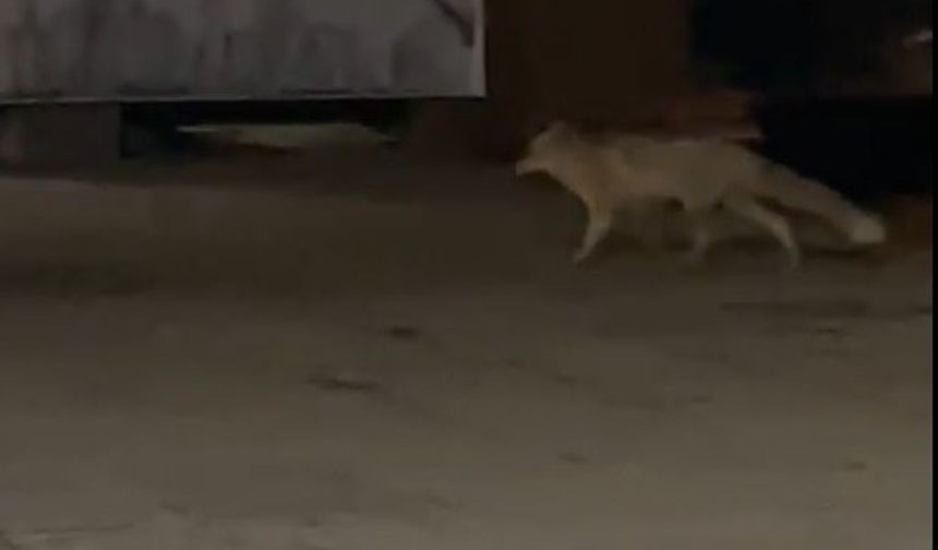 Muş’ta Aç Kalan Tilki Gece Yarısı Çarşı Merkezine İndi