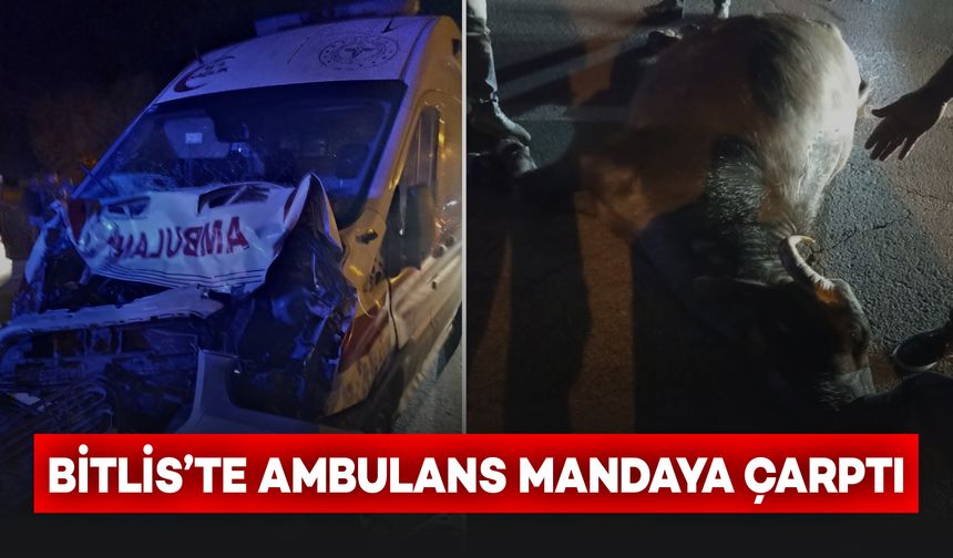 Bitlis’te hasta taşıyan ambulans mandaya çarptı
