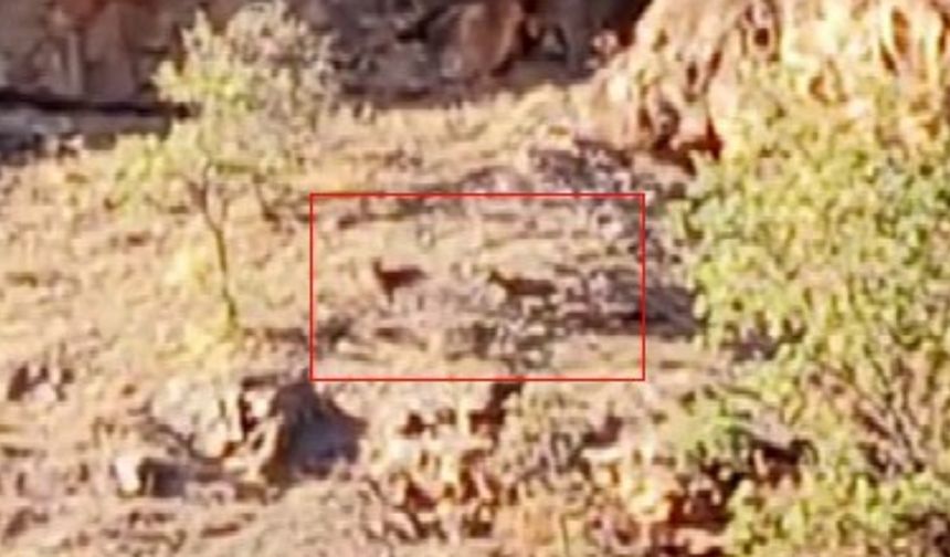 Yaban keçileri sürü halinde o ilde görüntülendi