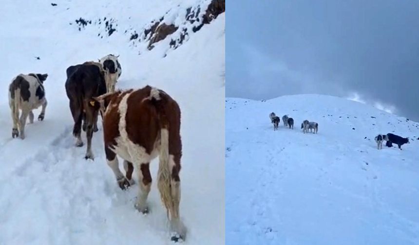 Hizan’da yayladaki hayvanlar ani kar yağışına hazırlıksız yakalandı