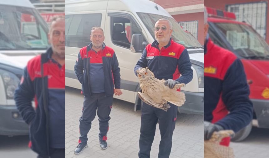 Tatvan’da Apartmanın Havalandırma Boşluğuna Düşen Baykuş Kurtarıldı
