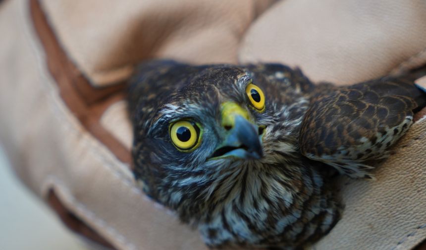 Muş’ta Yaralı Bulunan Atmaca Tedaviye Alındı