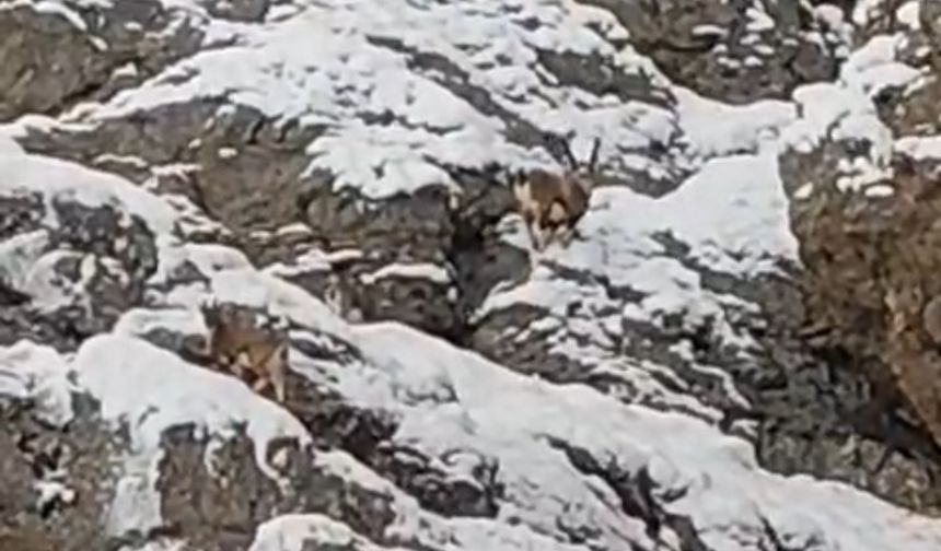Güzeldere Geçidi’nin Karlı Yamaçlarında Dağ Keçileri Görüntülendi