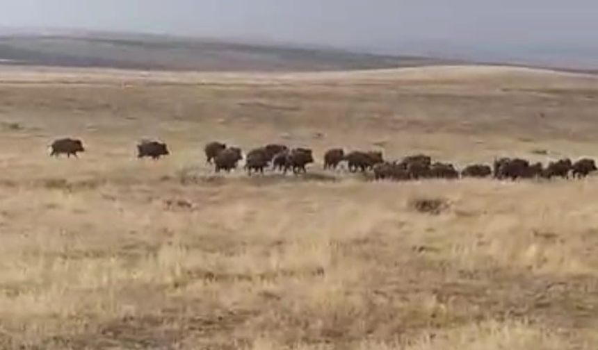 Malazgirt’te Büyük Yaban Domuzu Sürüsü Şaşkınlık Yarattı