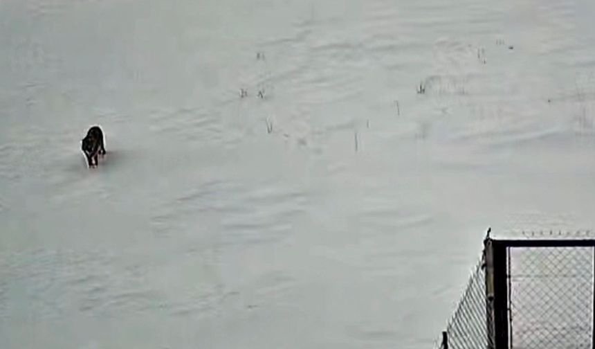 Tatvan’da kurt güvenlik kamerasına yansıdı