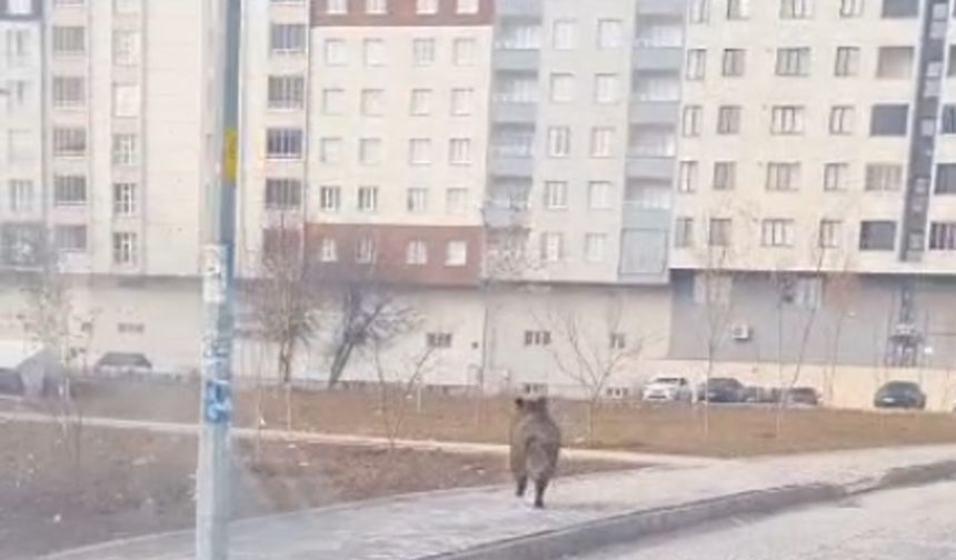 Bitlis’te yaban domuzu ilçe merkezinde paniğe yol açtı