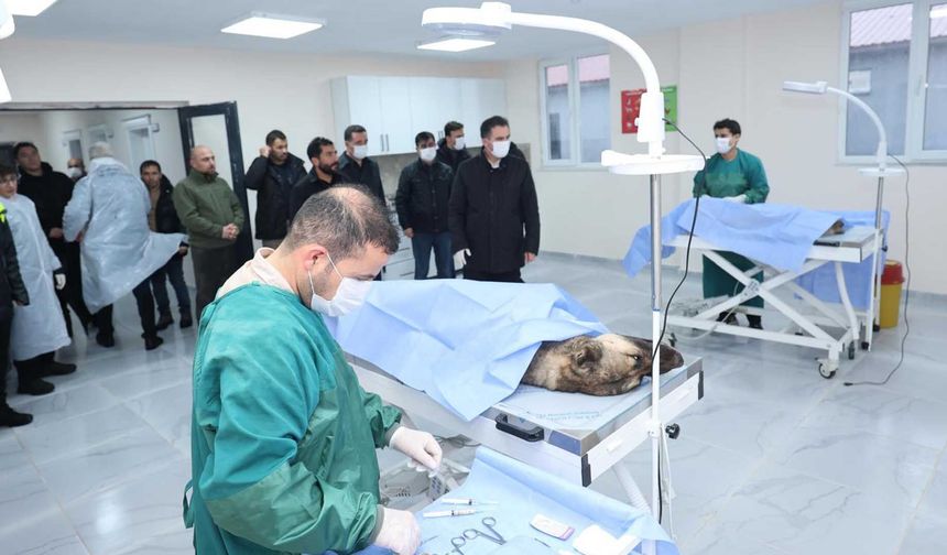 Bitlis Valisi Karakaya Sokak Hayvanları Bakımevini İnceledi