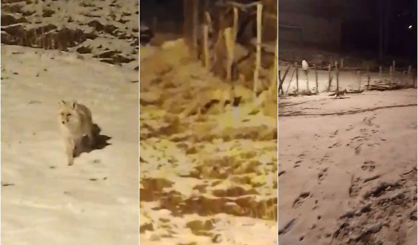 Kar Altında Aç Kalan Tilki ve Yavrusu Köyde Görüntülendi