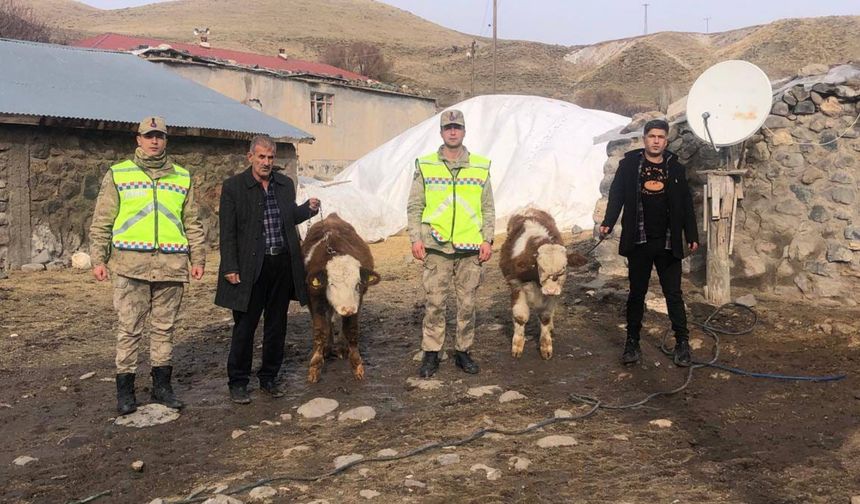 Muş’ta çalınan 2 büyükbaş hayvan jandarma tarafından bulundu