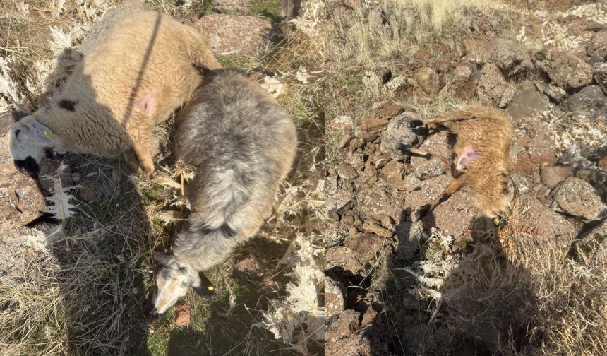 Sürüden ayrılan koyunları kurt kaptı: 28 koyun telef oldu.