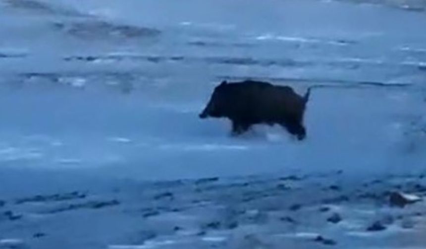 Ahlat’ta mahalle yakınında domuz paniği
