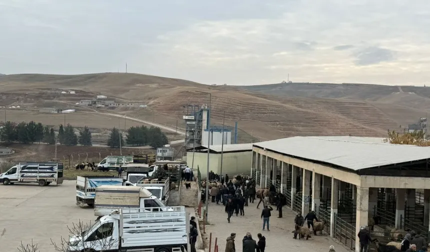 Şap Hastalığı Sonrası Siirt Hayvan Pazarı Yeniden Hizmete Açıldı
