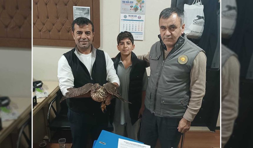 Muş'ta yaralı şahin duyarlı vatandaşlarca kurtarıldı