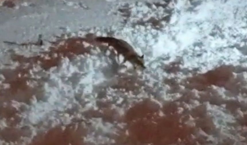 Hakkari’de aç kalan tilkiler şehir merkezine indi