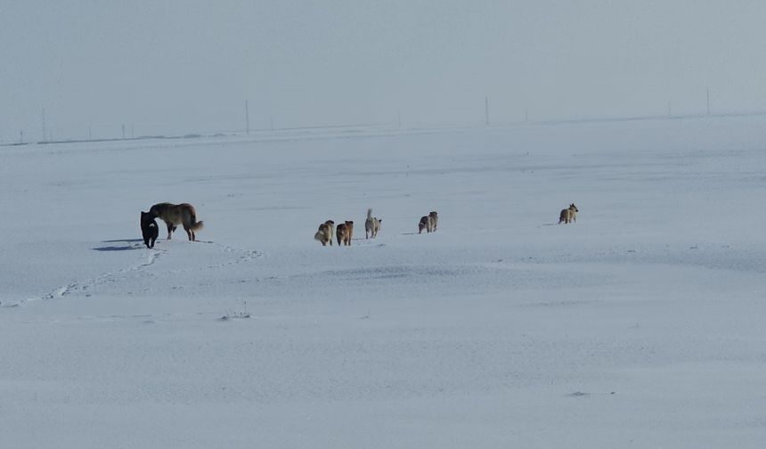 Adilcevaz’da Başıboş Sokak Köpekleri Tedirgin Ediyor