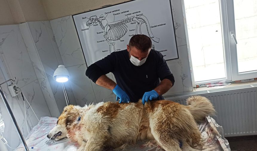 Kurdun saldırısına uğrayan köpek yaralandı