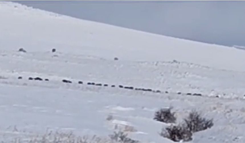 Tatvan kırsalında domuz sürüsü karlar arasında görüntülendi