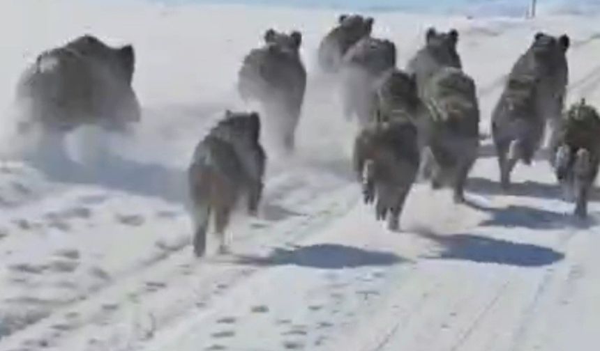 Van'da Yerleşim Yerlerine Kadar İnen Yaban Domuzu Sürüsü Görüntülendi