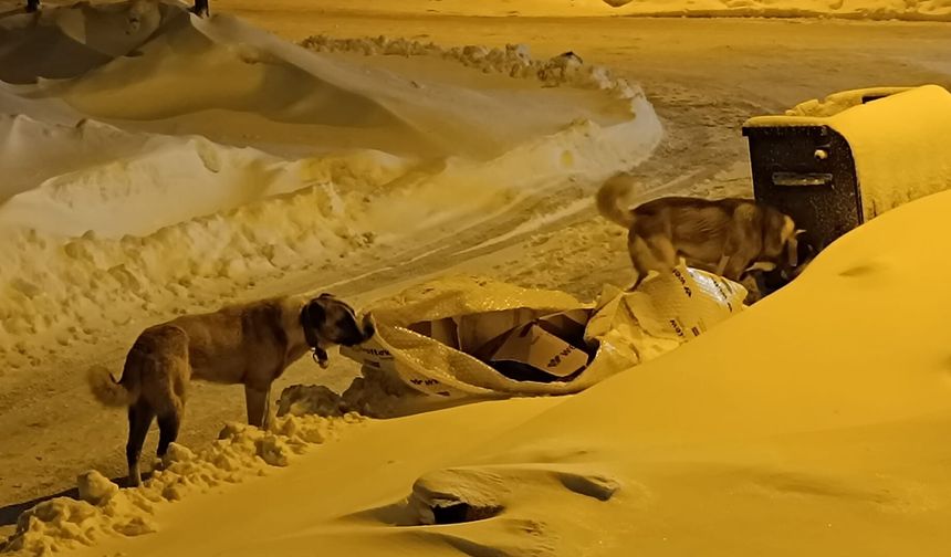 Bitlis’te Aç Kalan Sokak Köpeklerine Dikkat