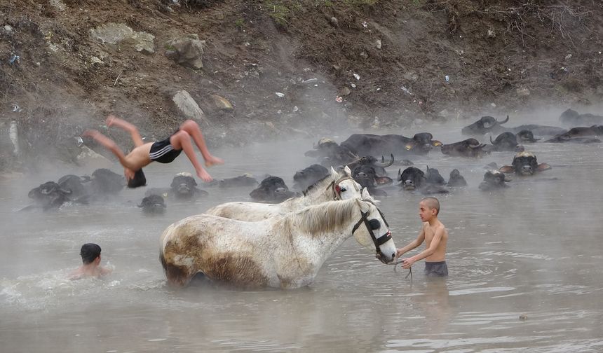 Bitlis’te kışın ortasında manda ve atların sıcak su keyfi