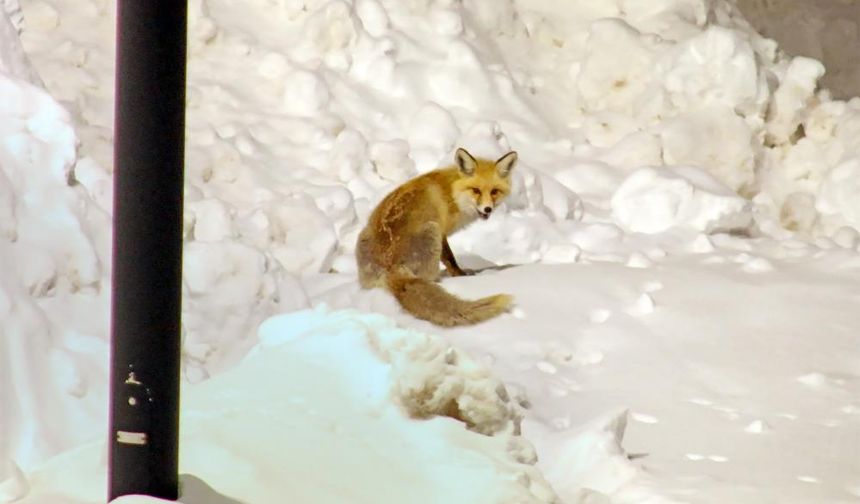 Bitlis'te Mahallelerde Yiyecek Arayan Tilkiler Böyle Görüntülendi