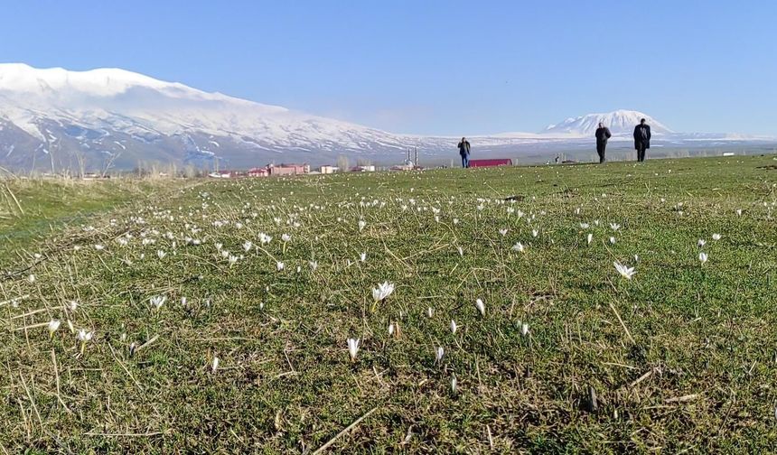 Bitlis’te Kışın Ortasına Kardelen Ve Çiğdemler Açtı