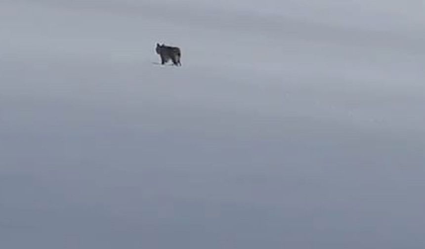 Bitlis'te Kar Üzerinde Vaşak Görüntülendi