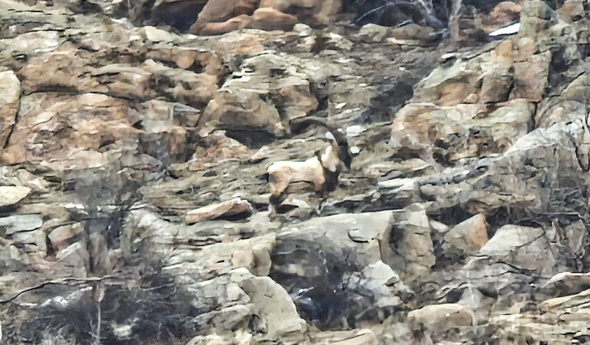Hizan’da Dağ Keçileri Sürü Halinde Görüntülendi