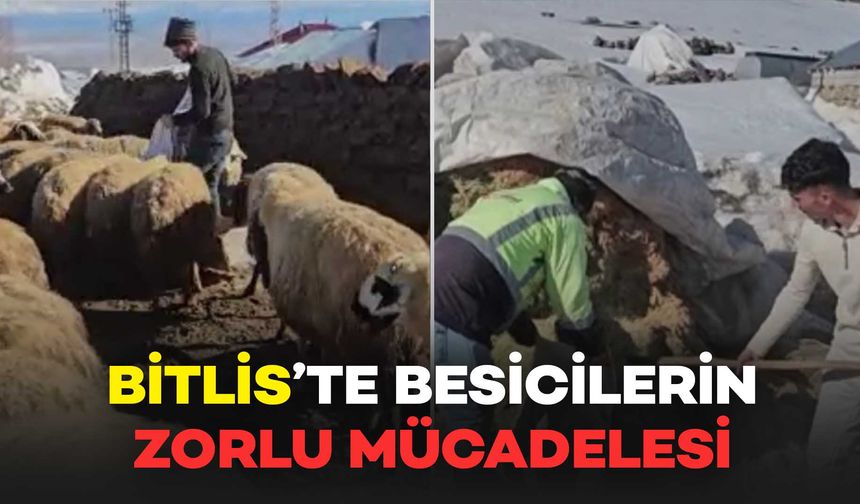 Bitlis'te Besicilerin Zorlu Mücadelesi