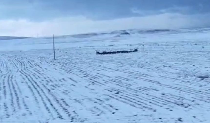 Bitlis'te domuz sürüsü görüntülendi