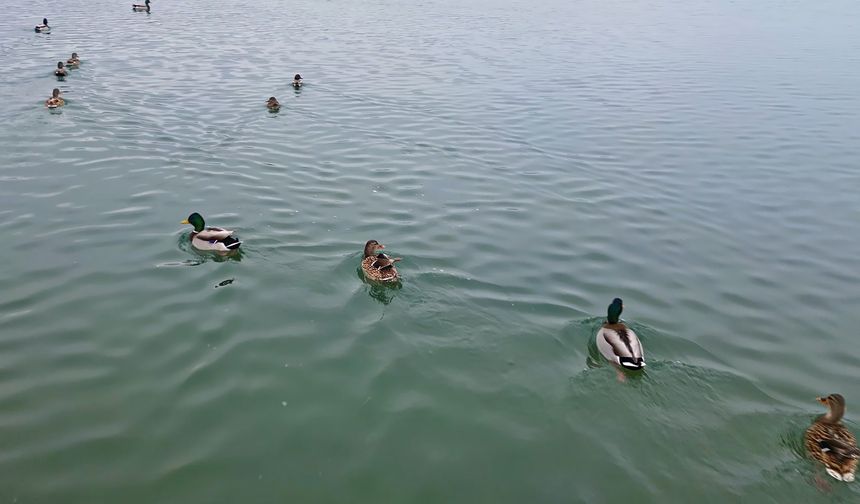 Bitlis'te Soğuklar Sazlıkları Dondurdu, Kuşlar Van Gölü’ne Yöneldi