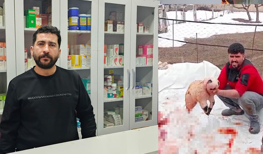 Bitlis’te Ölü Doğan Panda Yavrusu Görünümlü Kuzu Şaşkınlık Yarattı