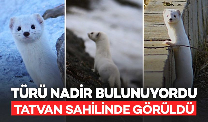 Tatvan Sahilinde Türü Nadir Bulunan Beyaz Gelincik Görüldü