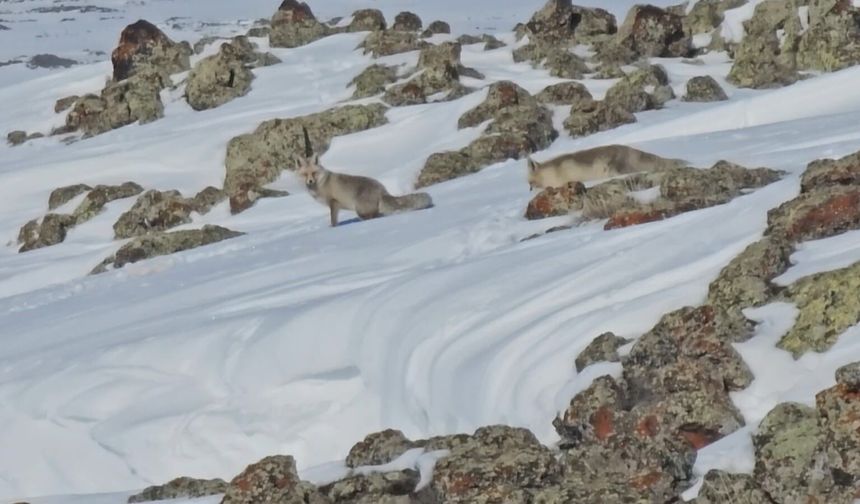 Bitlis'te aç kalan tilkiler yiyecek için yol kenarına indi