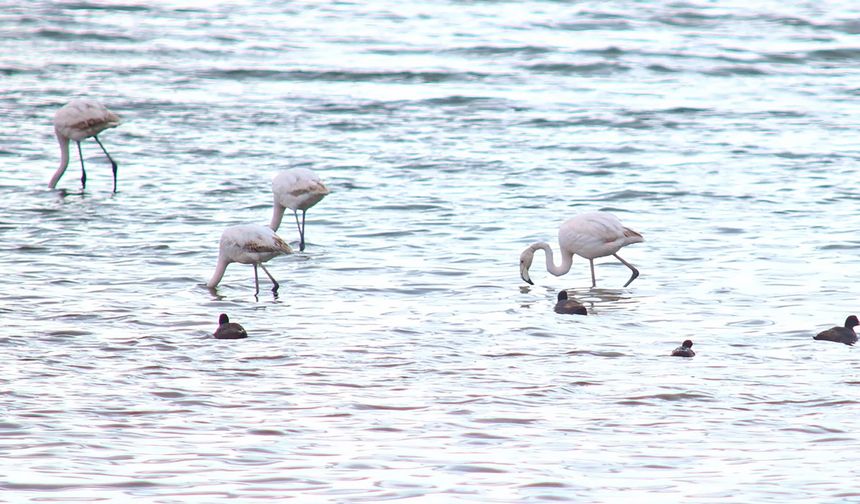 Baharın habercisi flamingolar Van Gölü Havzası’na geri döndü