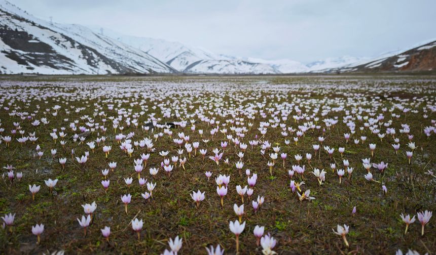 Bitlis'te Güzeldere Vadisi çiğdemlerle bahara “merhaba” dedi