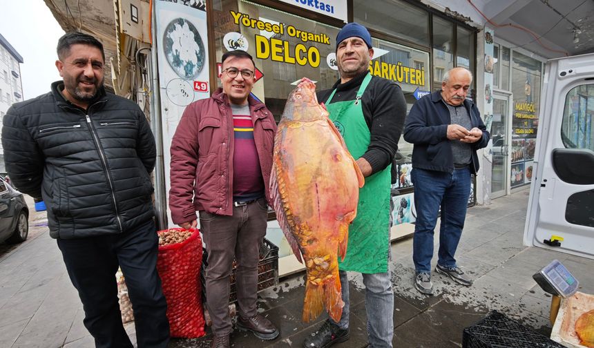 Ahlat'ta dev sazanlara yoğun ilgi