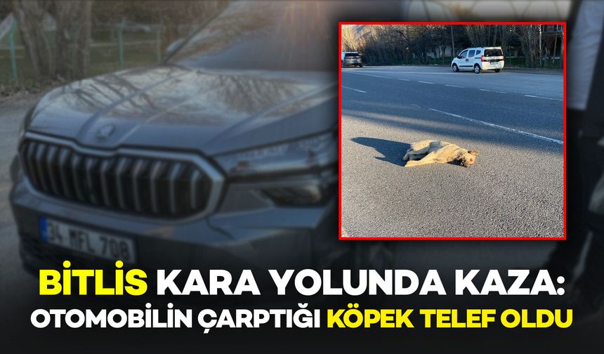 Bitlis kara yolunda otomobilin çarptığı köpek telef oldu