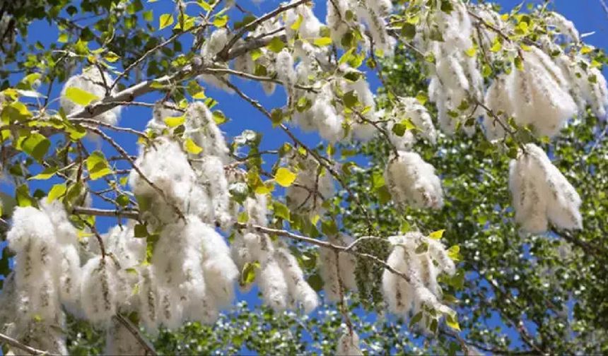 Güroymak’ta kavak ağaçlarının kesimi için 10 gün süre verildi