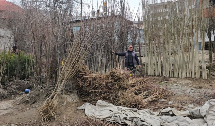 Bitlis’te tescilli Adilcevaz cevizi fidanları satışta