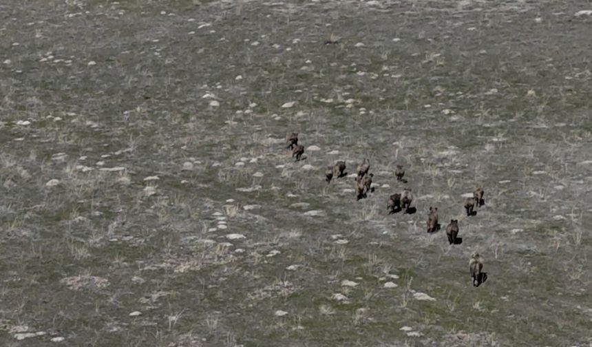 Adilcevaz’da Domuz Kabusu: Çiftçinin Emeği Bir Gecede Yok Oluyor